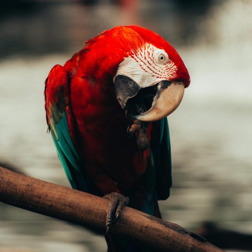 pexels-francisco-ferreira-141445304-30403909 (1)